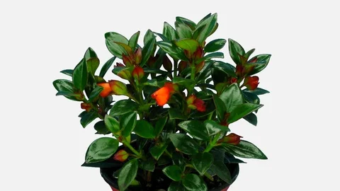 Time-lapse of growing and blooming nematanthus flower with ALPHA channel Video stock 115236920