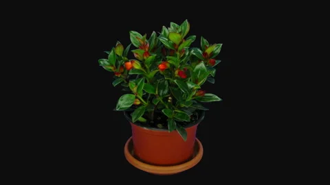 Time-lapse of growing and blooming nematanthus flower in RGB + ALPHA mate format Stock Footage 136078765