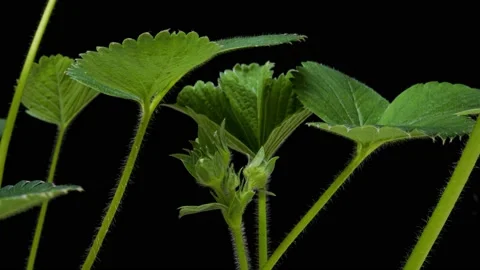 Time-lapse of growing and blooming strawberry 2a1 in PNG format with ALPHA Stock Footage 213514774