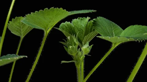 Time-lapse of growing and blooming strawberry 2a1 in PNG format with ALPHA Stock Footage 219792812