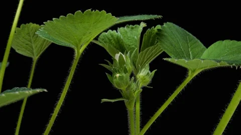 Time-lapse of growing and blooming strawberry 2a1 in PNG format with ALPHA Stock Footage 220232609