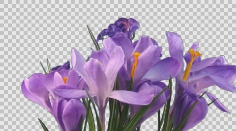 Time-lapse of growing and dying purple crocus with ALPHA channel Stock Footage 63450327