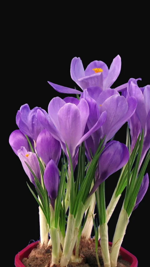 Time lapse of growing and dying purple crocus, vertical orientation Stock Footage 298502467