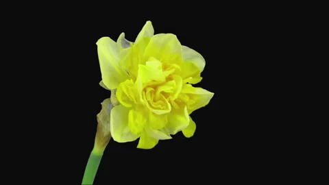 Time lapse of growing and dying narcissus Apotheose Stock Footage 304951665