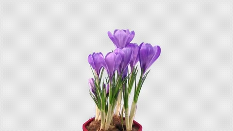 Time lapse of growing and dying purple crocus with ALPHA channel Stock Footage 305990636