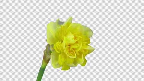Time lapse of growing and dying narcissus Apotheose with ALPHA channel Stock Footage 312369926