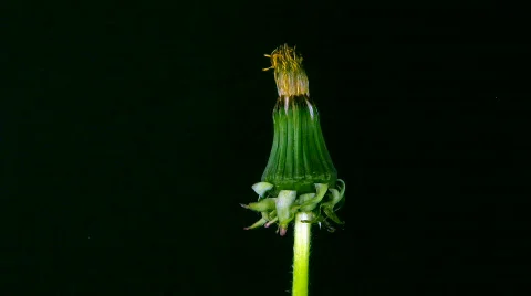 Time-lapse of growing and opening Dandelion Stock Footage 119110