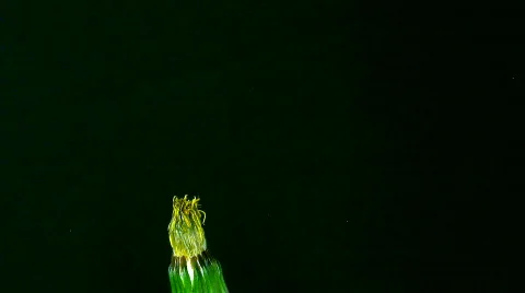Time-lapse of growing and opening Dandelion 2 Stock Footage 119127
