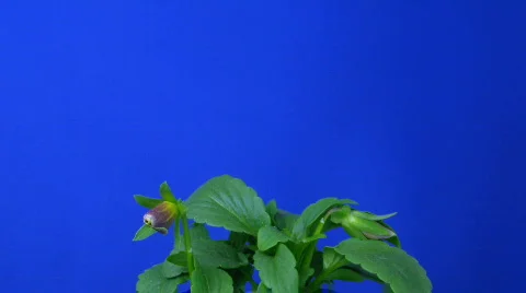 Time-lapse of growing and opening violet flower 1 Stock Footage 124363