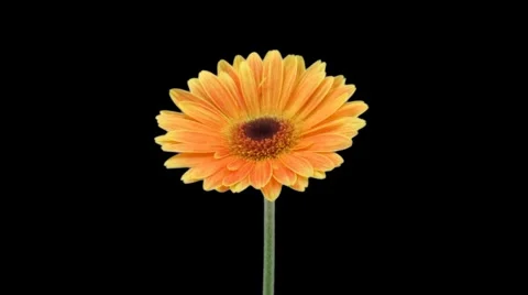 Time-lapse of growing and opening orange gerbera flower 1 Stock Footage