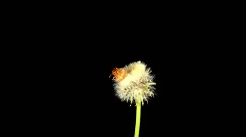 Time-lapse Of Growing And Opening Dandelion (Taraxacum) Stock Footage 11138032