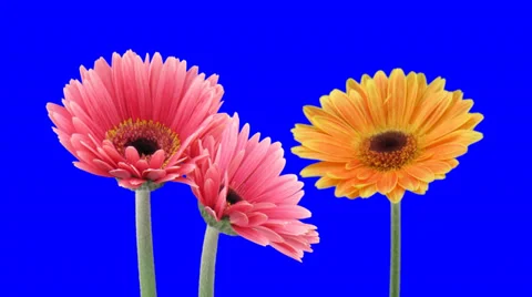 Time-lapse of growing and opening orange and pink gerbera flowers 1a1 Stock Footage 32371061