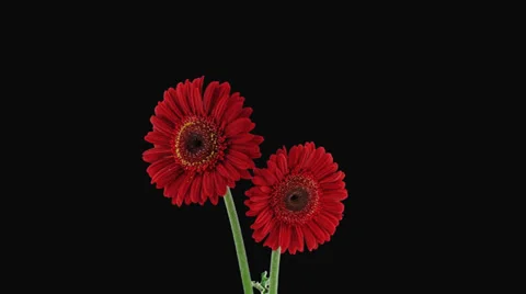 Time-lapse of growing and opening red gerbera flower 1a3 (DCI-2K) Stock Footage 32374724