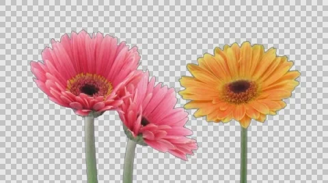 Time-lapse of growing and opening gerbera flowers with ALPHA channel Stock Footage 56902197