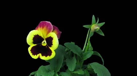 Time-lapse of growing and opening violet flower in RGB + ALPHA matte format Stock Footage