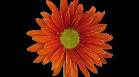 Time-lapse of growing and opening orange gerbera in RGB + ALPHA matte format Stock-Footage 67977205