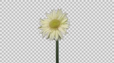 Time-lapse of growing and opening white gerbera, 4K with ALPHA channel Stock Footage 68005311