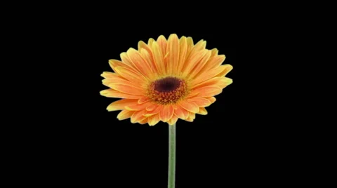 Time-lapse of growing and opening orange gerbera flower in RGB + ALPHA matte Stock Footage 68248884