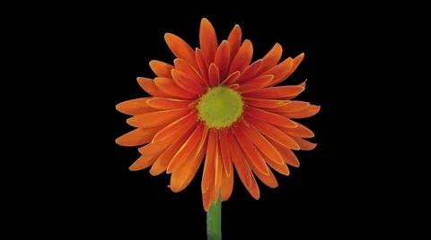 Time-lapse of growing and opening orange gerbera in RGB + ALPHA matte format Stock-Footage 68755672