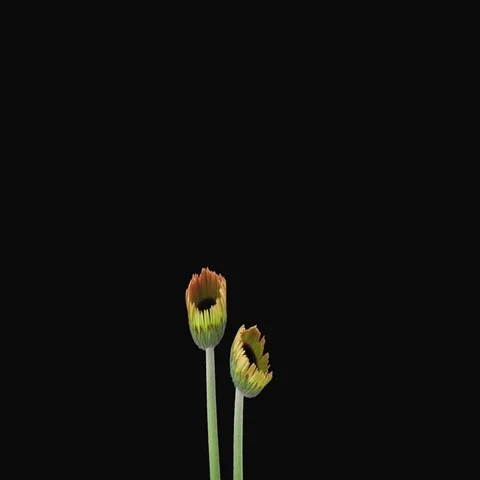 Time-lapse of growing and opening pink gerbera flower with ALPHA channel Stock Footage 69534016