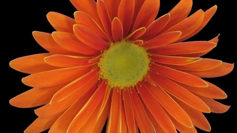 Time-lapse of growing and opening orange gerbera with ALPHA channel Stock Footage 71581852