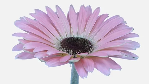 Time-lapse of growing and opening pink gerbera flower with ALPHA channel Stock Footage 81921025