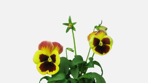 Time-lapse of growing and opening violet flower with ALPHA channel Stock Footage 82000759