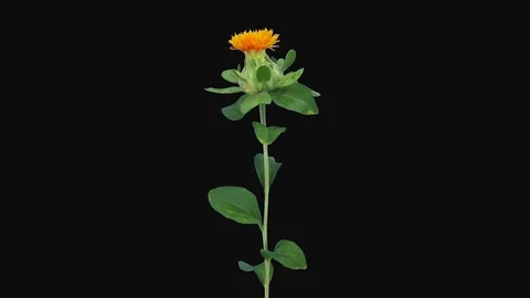 Time-lapse of growing and opening Zanzibar flower, 4K with ALPHA channel Stock Footage 107780840