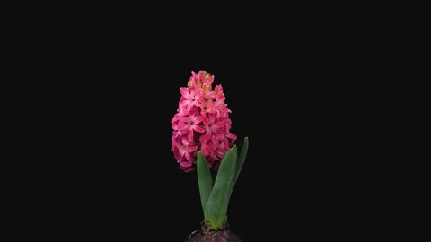 Time-lapse of growing and opening red hyacinth flower, 4K with ALPHA channel Stock Footage 120772627