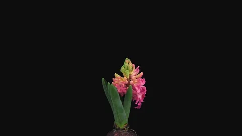 Time-lapse of growing and opening red hyacinth flower with ALPHA channel Stock Footage 123455867