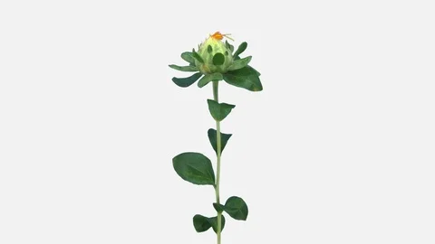 Time-lapse of growing and opening Zanzibar flower with ALPHA channel Stock Footage 127279412