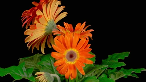 Time Lapse of Growing and Opening Orange Gerbera Flower Stock Footage 128146982