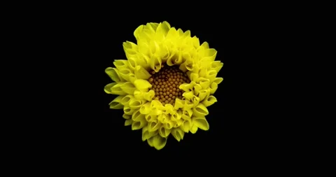 Time-lapse of growing and opening orange dahlia, georgine flower isolated on Stock Footage 137969089