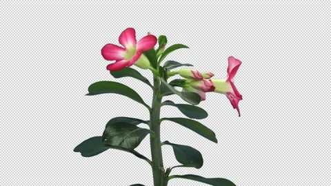 Time-lapse of growing and opening Adenium flower with ALPHA channel Stock Footage 140094090