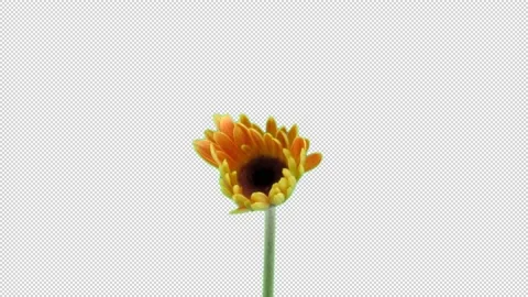 Time-lapse of growing and opening orange gerbera flower with ALPHA, GREEN SCREEN Stock Footage 165830554