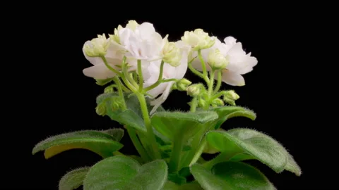 Time Lapse of Growing and Opening White Saintpaulia African Violet 库存影片 201685874