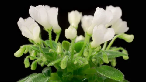 Time Lapse of Growing and Opening White Saintpaulia African Violet Vídeos de archivo 201686697