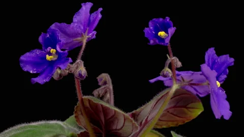 Time Lapse of Growing and Opening Purple Saintpaulia African Violet Stock Footage 204996626