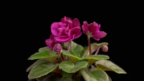 Time Lapse of Growing and Opening Magenta Saintpaulia African Violet Видео 204997183