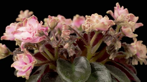 Time Lapse of Growing and Opening Pink Saintpaulia African Violet Stock Footage 204998434