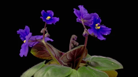 Time Lapse of Growing and Opening Purple Saintpaulia African Violet 库存影片 206779524
