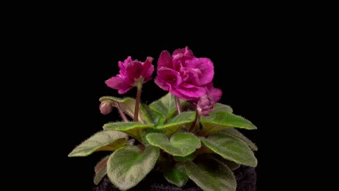 Time Lapse of Growing and Opening Magenta Saintpaulia African Violet Stock Footage 206784217