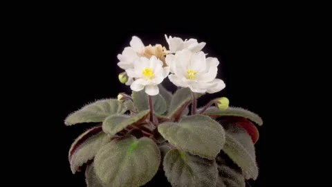 Time Lapse of Growing and Opening White Saintpaulia African Violet Vidéo 206784337