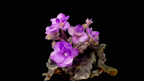 Time Lapse of Growing and Opening Purple Saintpaulia African Violet Stock Footage 214948902