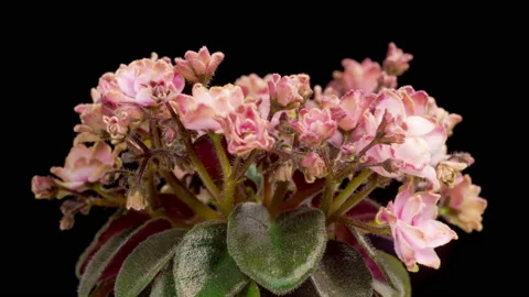 Time Lapse of Growing and Opening Pink Saintpaulia African Violet 스톡 동영상 214955321