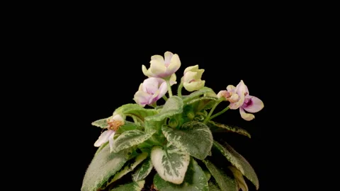 Time Lapse of Growing and Opening White Saintpaulia African Violet Stock Footage 214961714