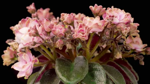 Time Lapse of Growing and Opening Pink Saintpaulia African Violet Stock Footage 219634126