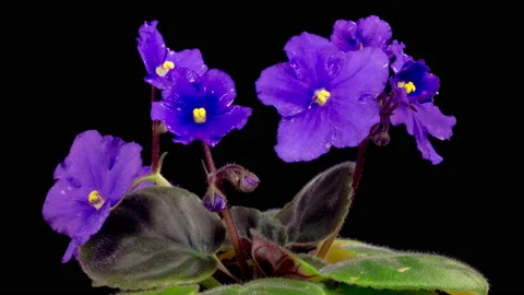 Time Lapse of Growing and Opening Violet Saintpaulia African Violet Stock Footage 219634358