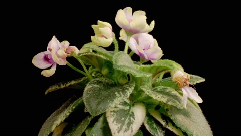 Time Lapse of Growing and Opening White Saintpaulia African Violet Stock Footage 219635129