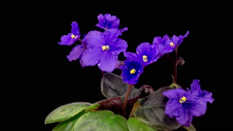 Time Lapse of Growing and Opening Purple Saintpaulia African Violet Vídeos de archivo 220611500